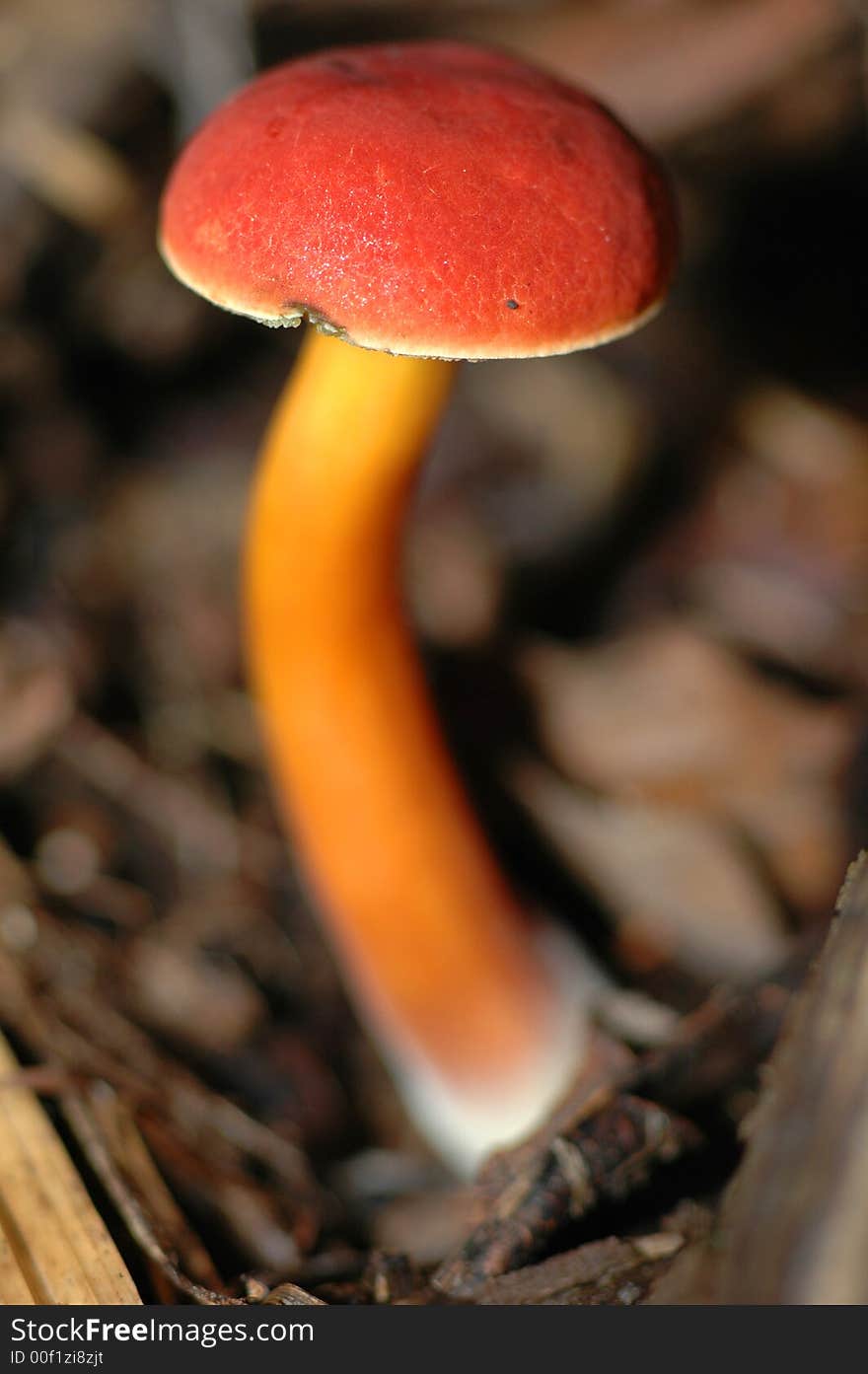 Red Fungus