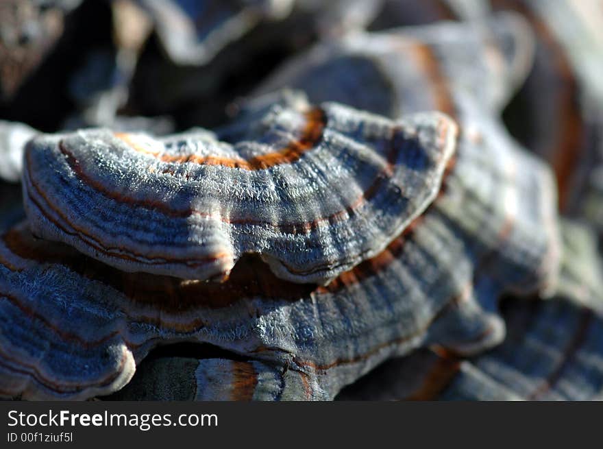 Blue Fungus