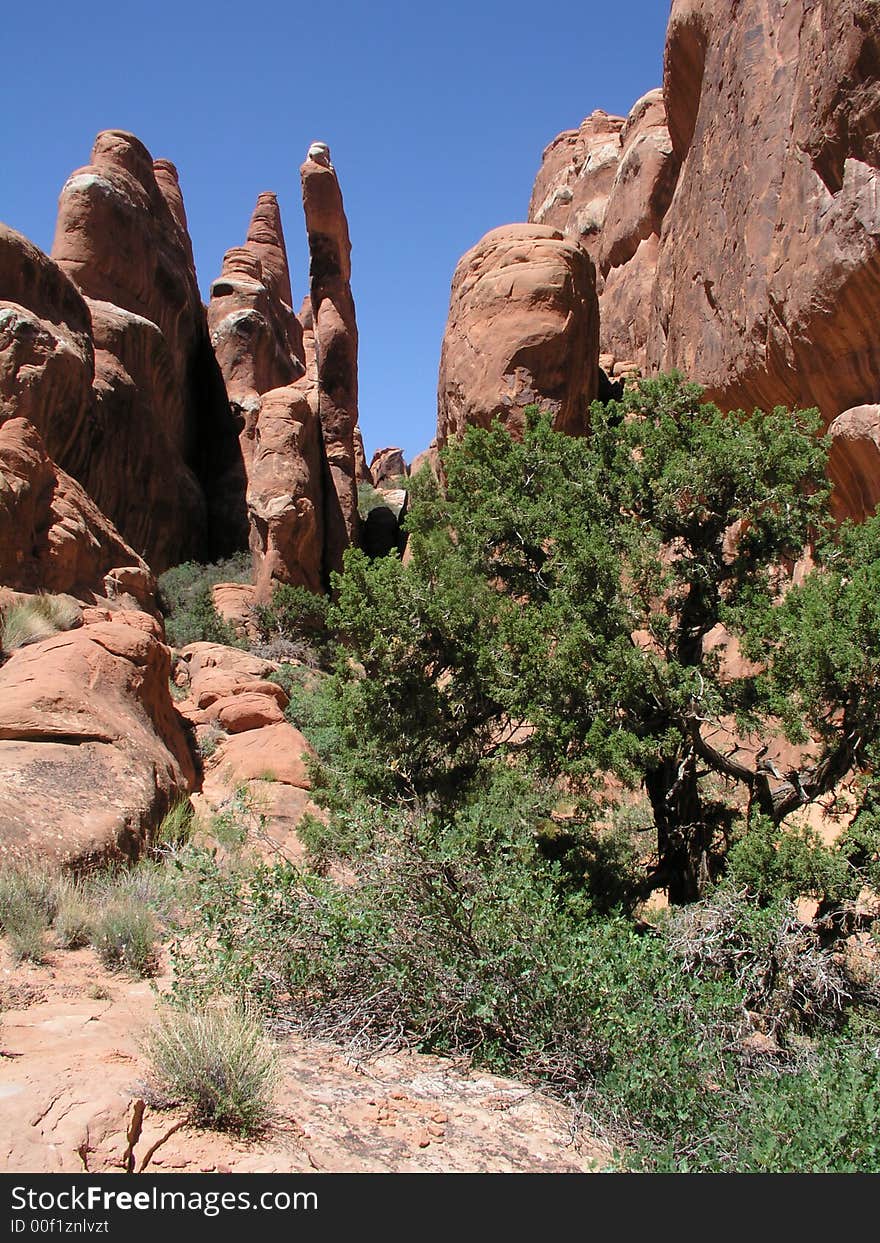 Juniper red rock fiery furnace