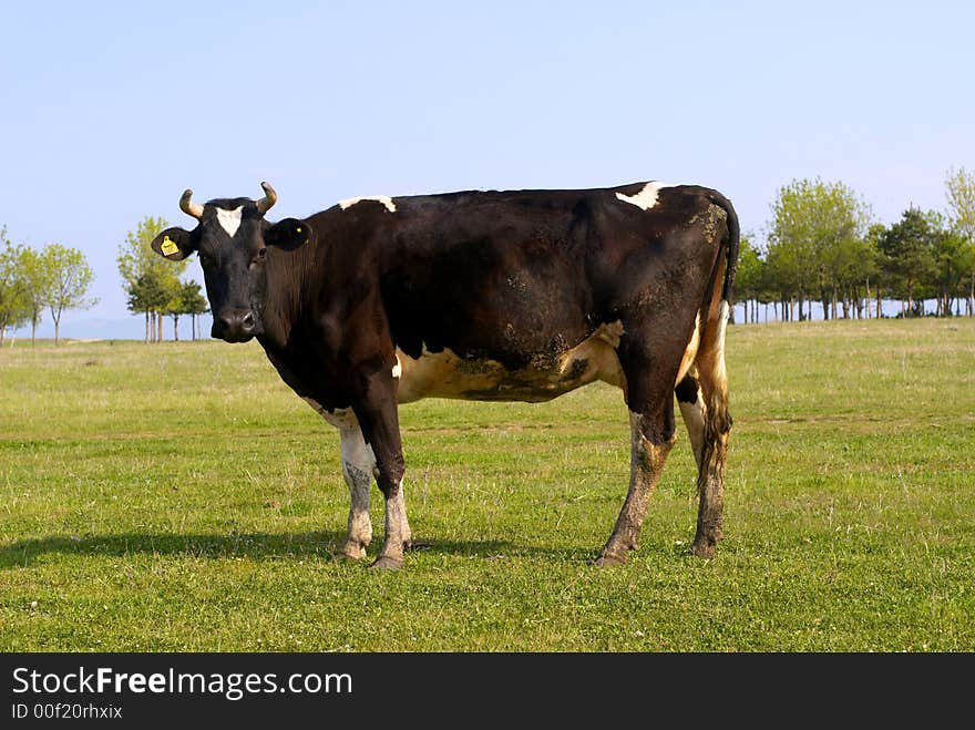 Cow