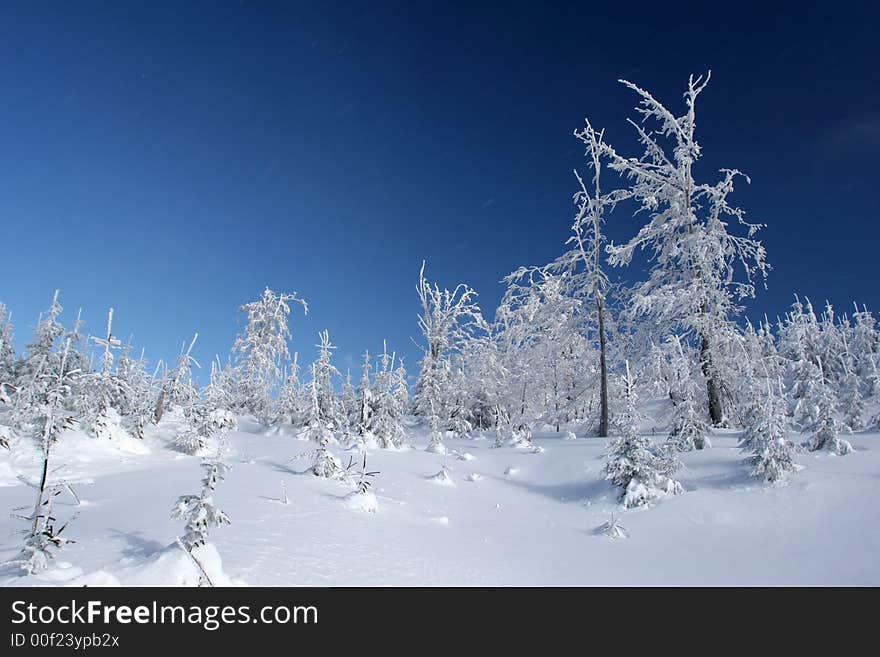 Small Trees In The Deep Snow