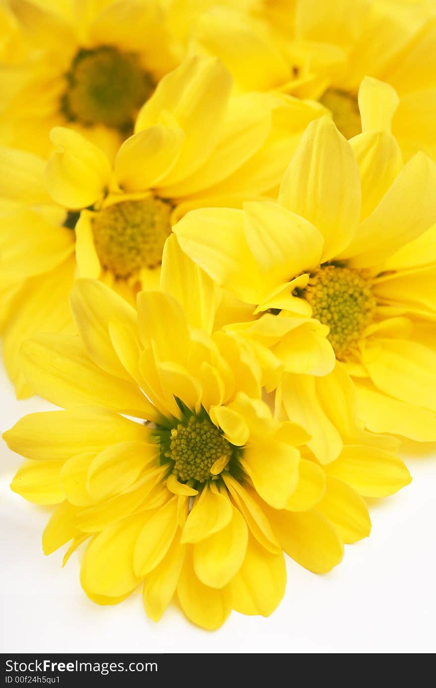 Closeup of yellow daisy on the white