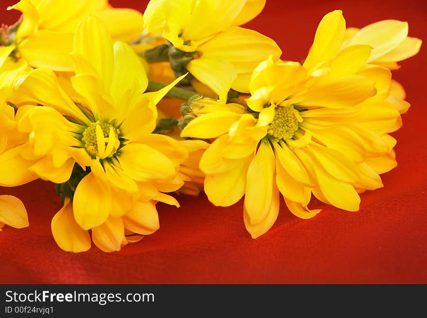 Closeup of yellow daisy on the red