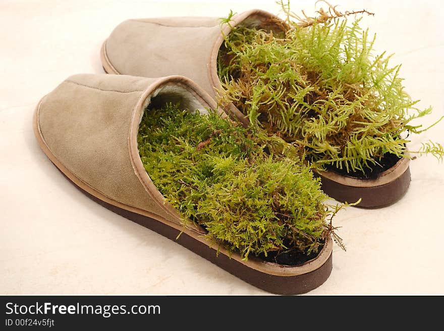 Slippers grow with red fresh grass