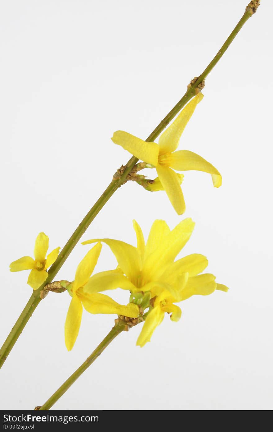 Forsythias flower in the white background