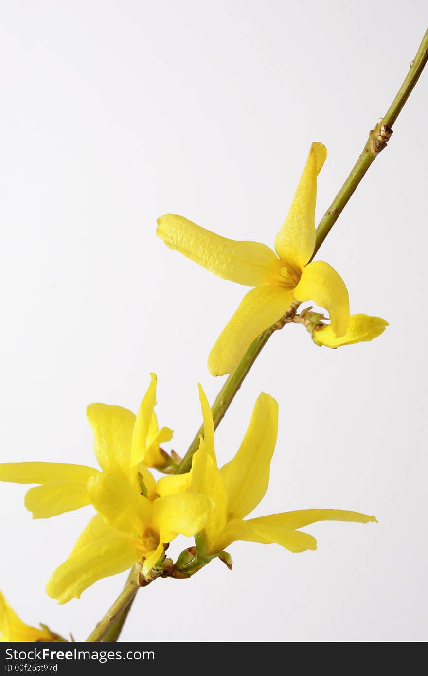 Forsythias flower in the white background