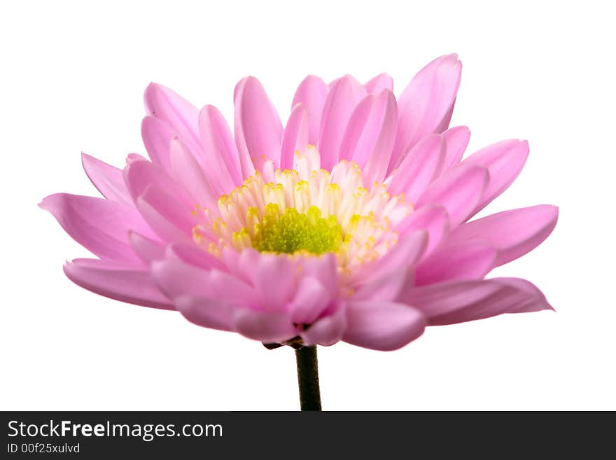 Closeup of pink daisy isolated on the white. Closeup of pink daisy isolated on the white