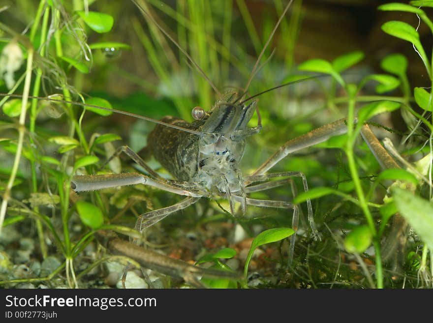 Freshwater shrimp head closeup shot in aquarium