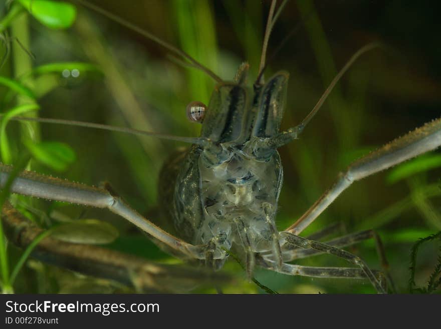 Freshwater shrimp head closeup shot in aquarium