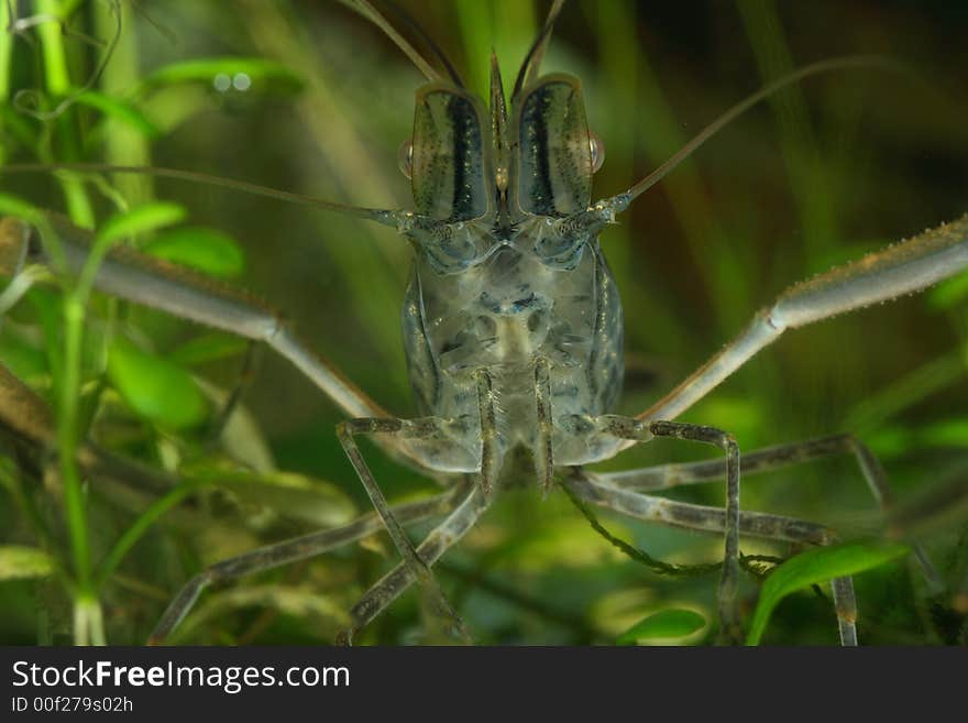 Freshwater shrimp head closeup shot in aquarium