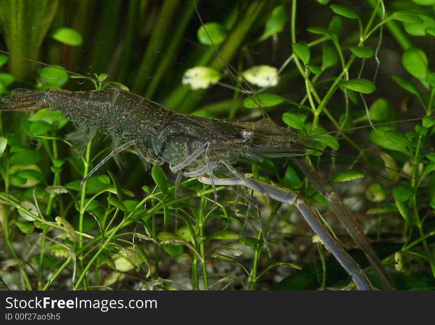 Freshwater shrimp closeup shot in aquarium, not filtered