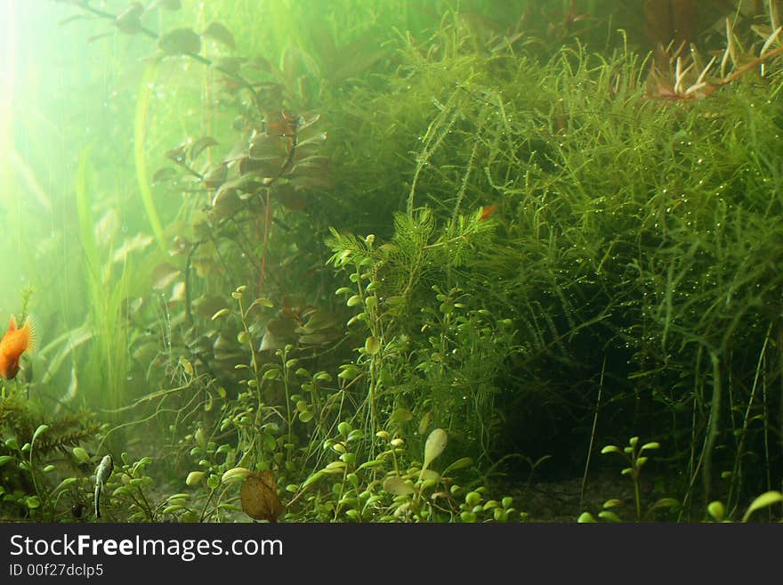 Aquarium fragment scene, natural colors not filtered. Aquarium fragment scene, natural colors not filtered