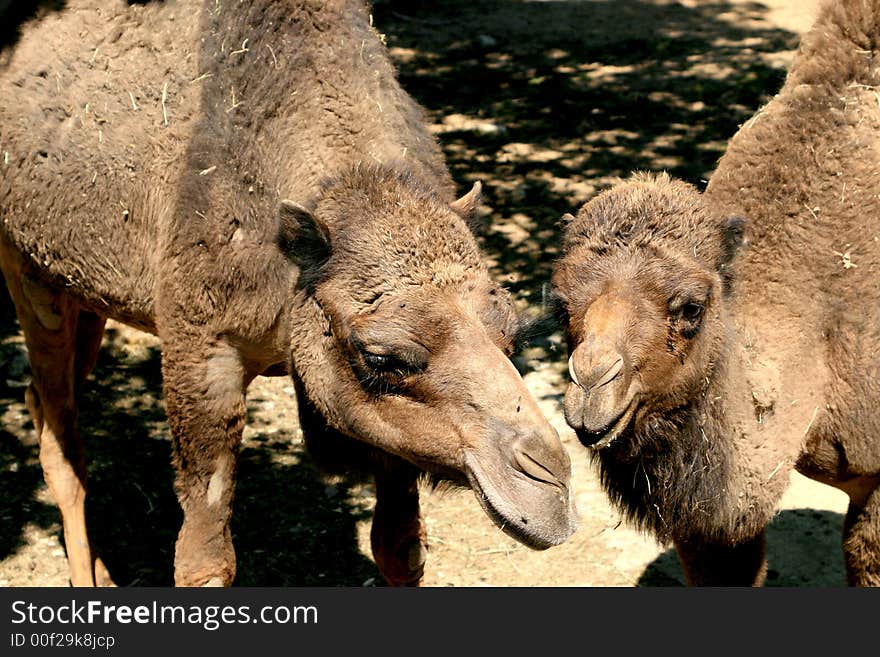 Mother and child dromedary are posing for the camera.