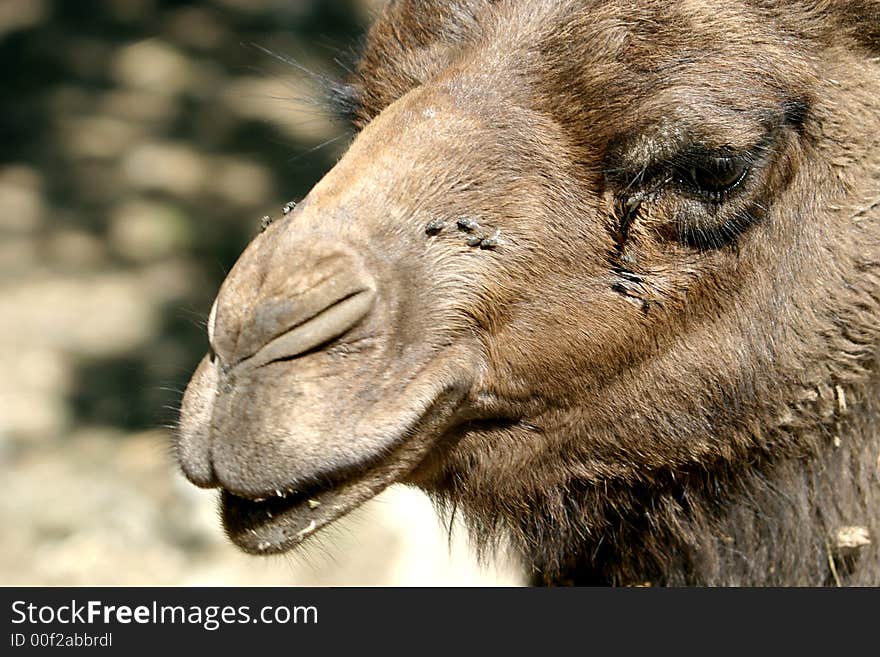 A dromedary is looking into the camera. A dromedary is looking into the camera.