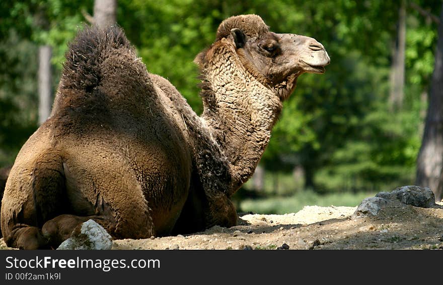 Sitting dromedary