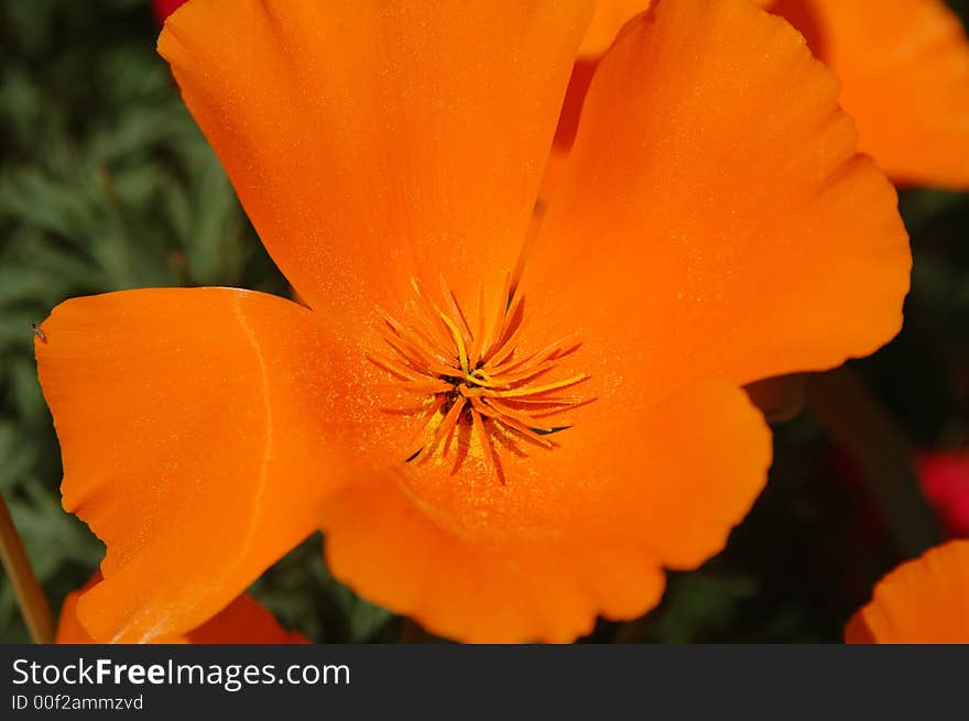 The orange flower in botany garden, close-up. The orange flower in botany garden, close-up