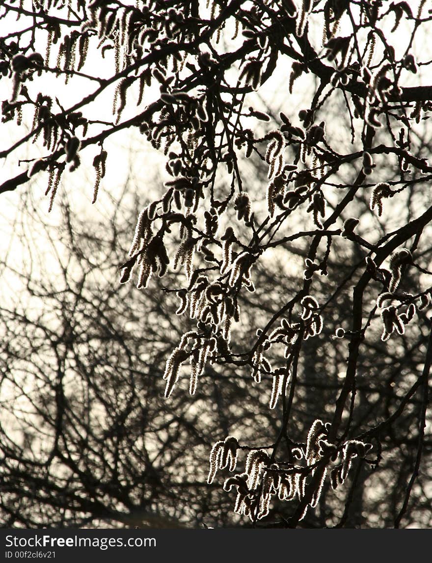 Branches in spring time, sunlit