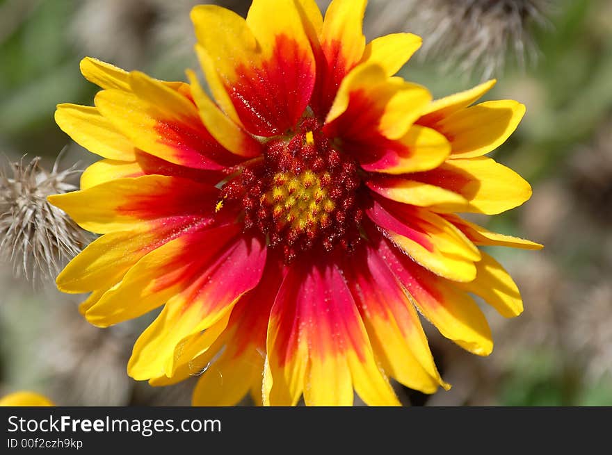 Close-up aster red, yellow inbotany garden , macro