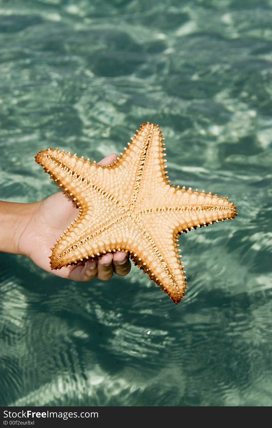 The startling orange starfish contrast with the aqua waters in which it was discovered. The startling orange starfish contrast with the aqua waters in which it was discovered