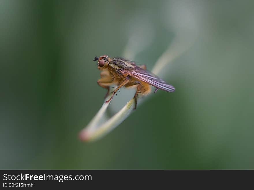 The fly on a plant