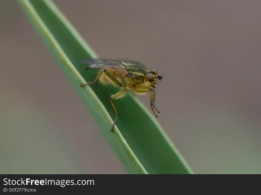 The fly on a plant