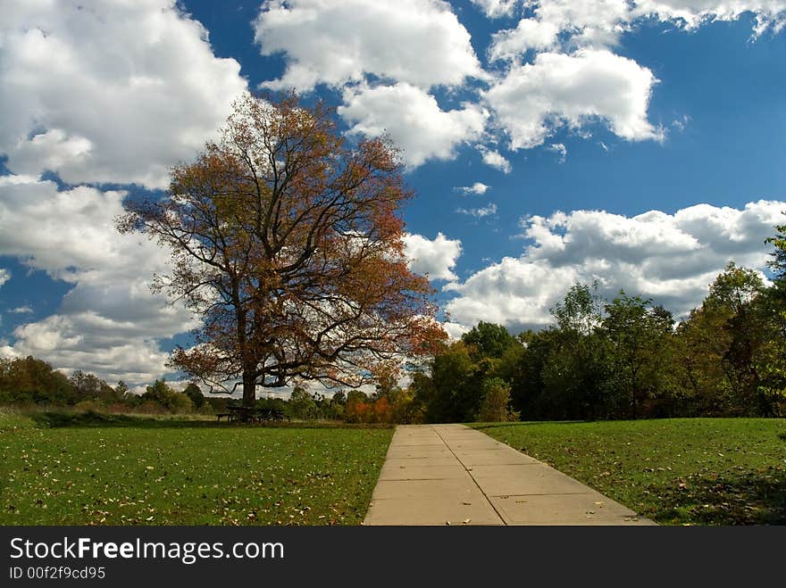 Picnic Tree