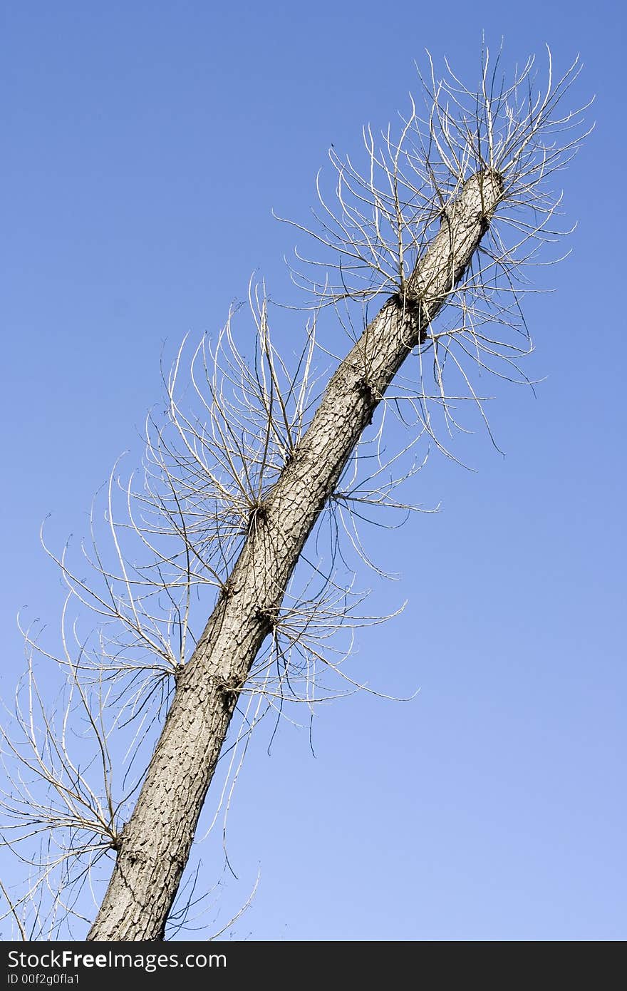 A naked tree in the spring. A naked tree in the spring