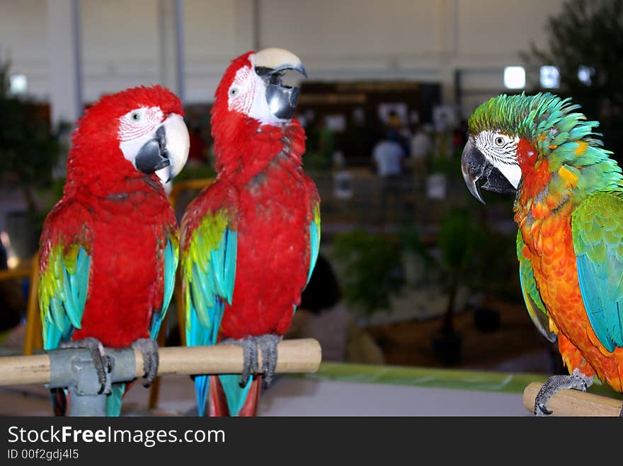 Three parrots