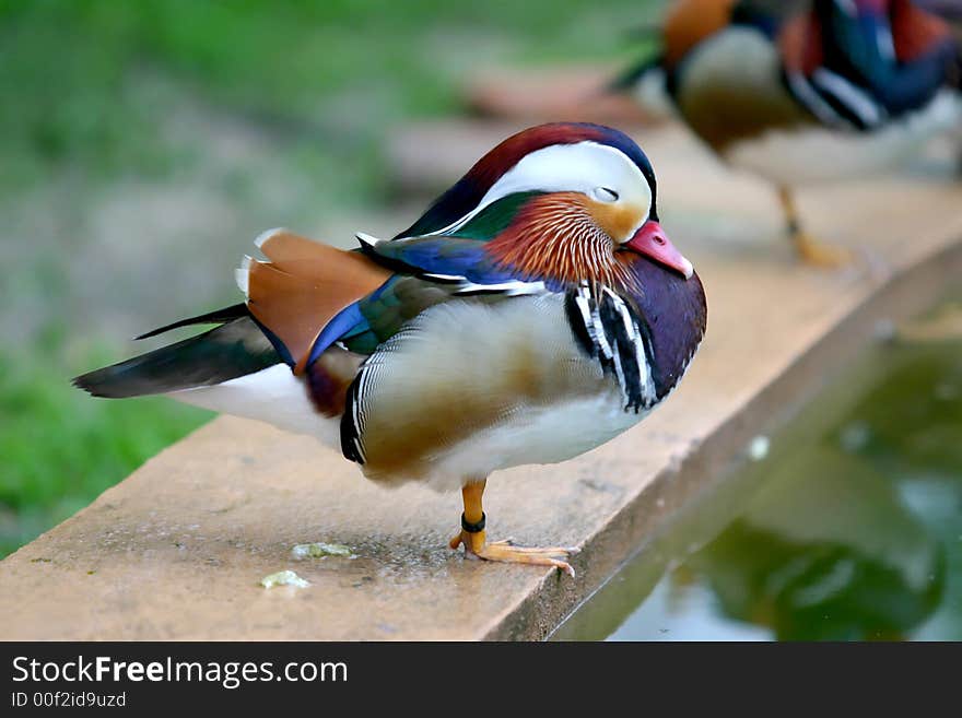 One Leg Mandarin Duck