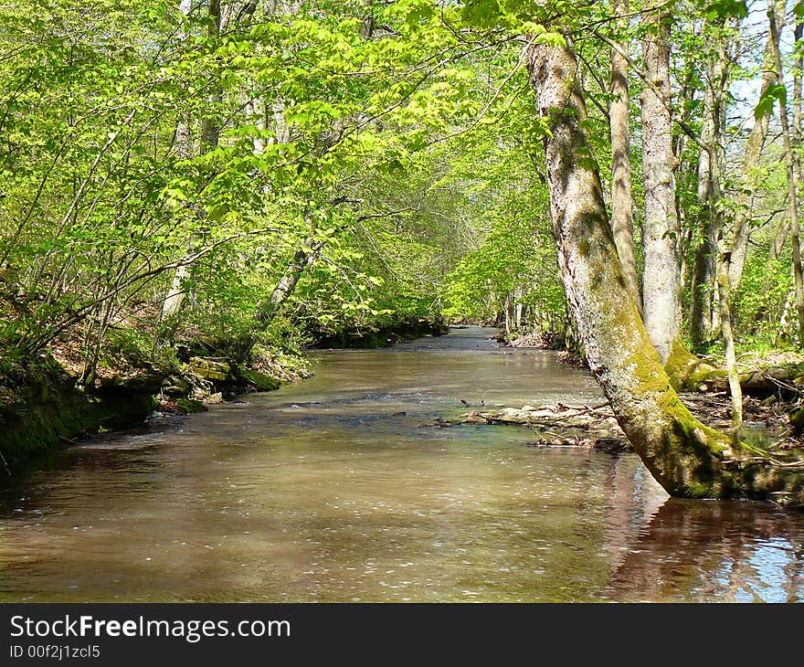 A river bordered by overhanging trees in the spring