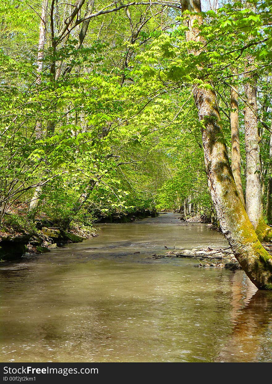 A river bordered by overhanging trees in the spring. A river bordered by overhanging trees in the spring