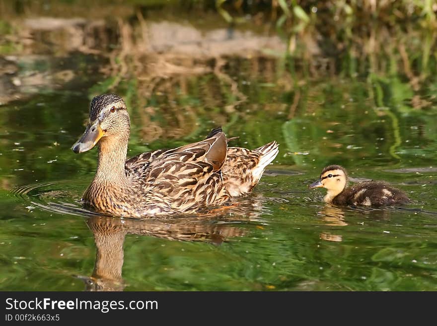 Duck mummy on ride with young