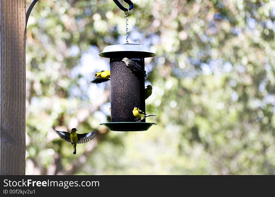 Gold Finches on Feeder