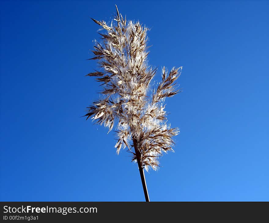 White reed by the sea