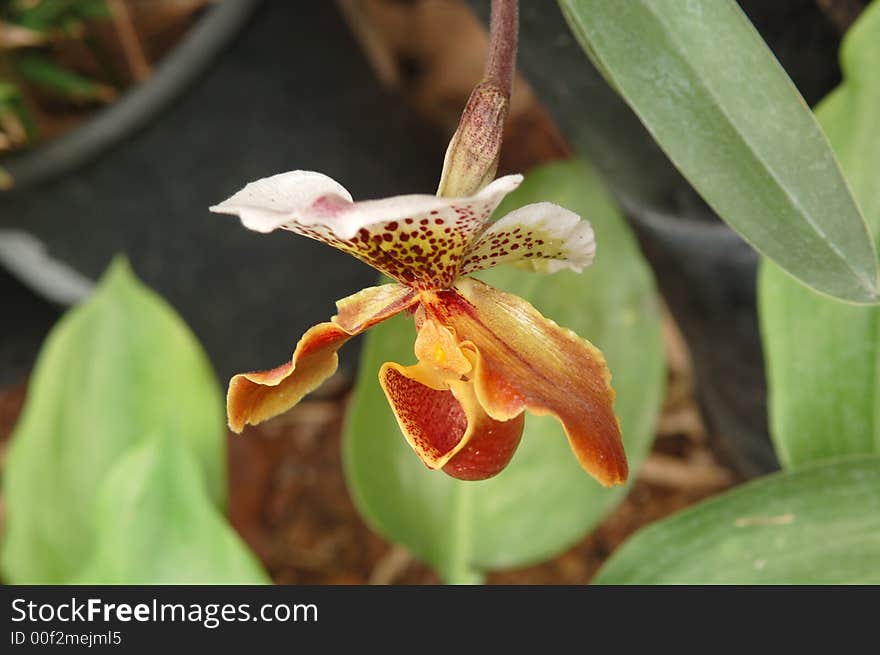 The orchid red, yellow, bordo in tropic botany garden