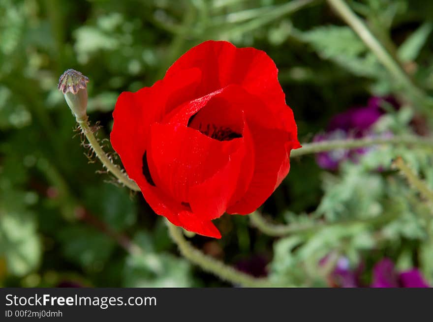 The red poppy in botany garden and boll