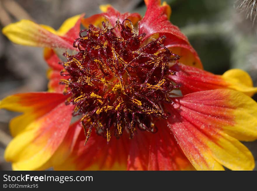 The red yellow aster in botany garden , close-up