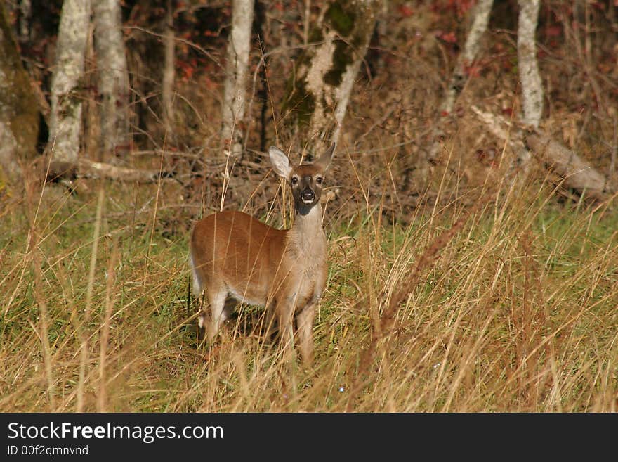 Fawn in the long grass at Cades Cove national park. Fawn in the long grass at Cades Cove national park