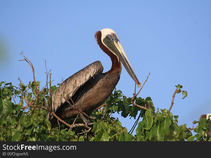 Pelican Perching On Tree