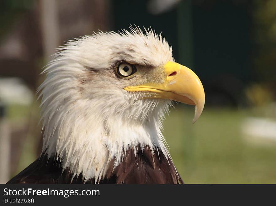 Eagle looking for eat very quiet