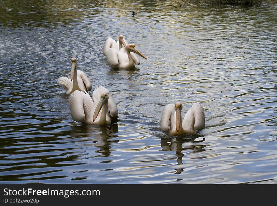 Zoo of Israel, Ramat-Gan. Zoo of Israel, Ramat-Gan