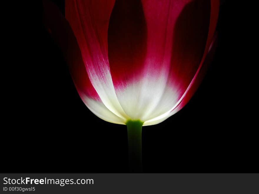 Red and white tulip against black background