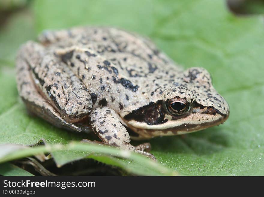 Little frog in grass in spring