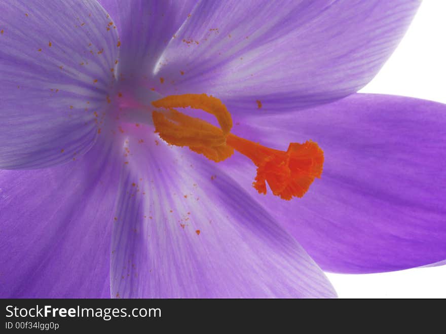 Blue flower on white background