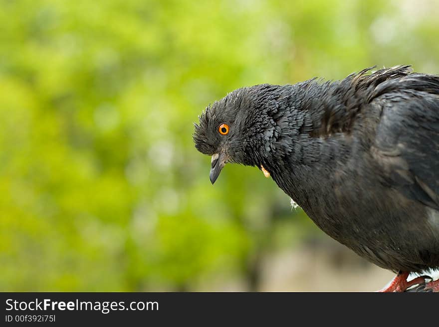 The tramp and vagabond pigeon