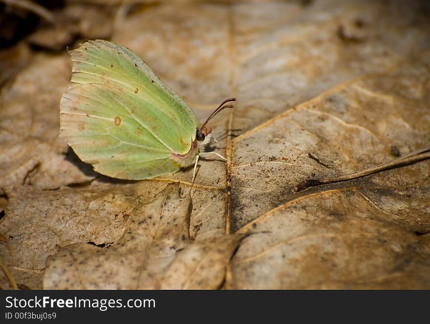 Small yellow butterfly on leaf