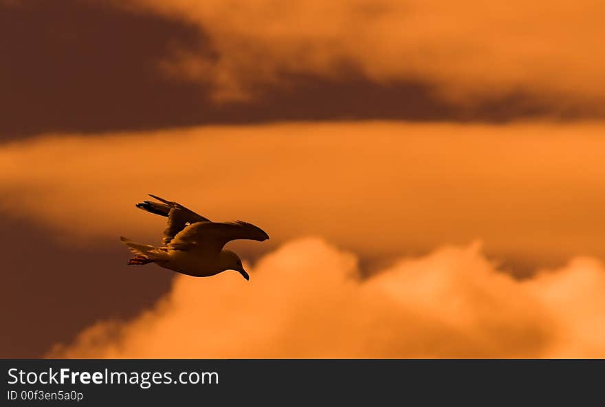 Flying seagull at dawn