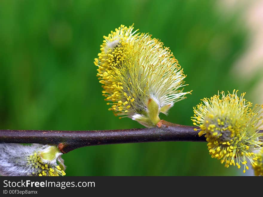 Fresh bloom with natural background?. Fresh bloom with natural background?