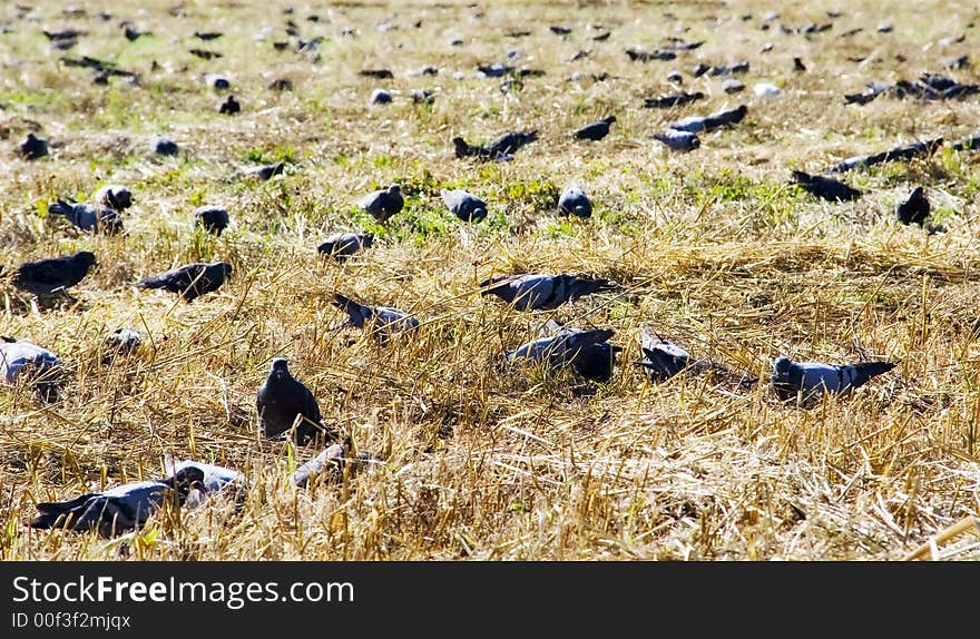 Recently have cut grain. Pigeons too reap a crop. Recently have cut grain. Pigeons too reap a crop