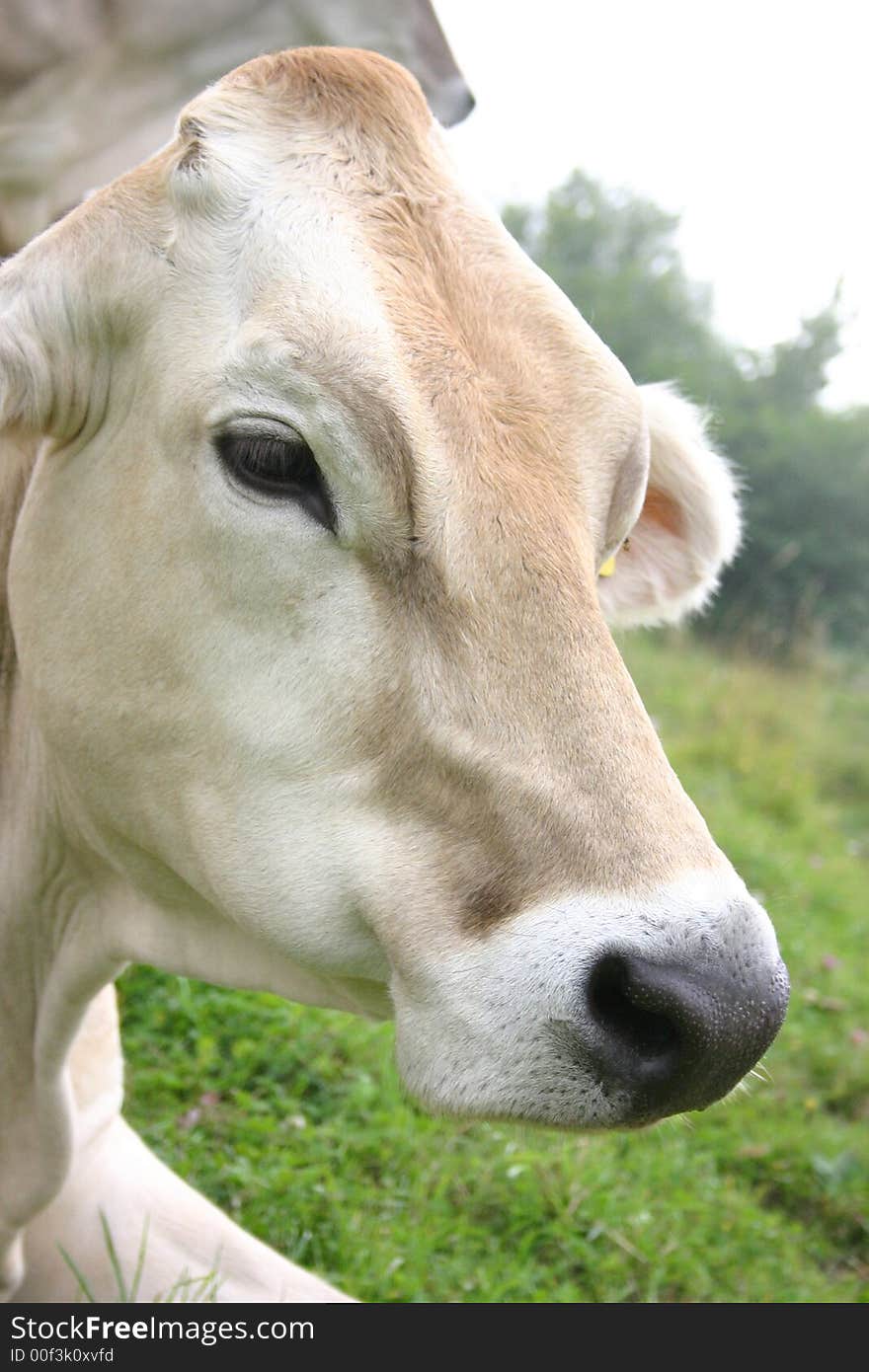 Cow close-up